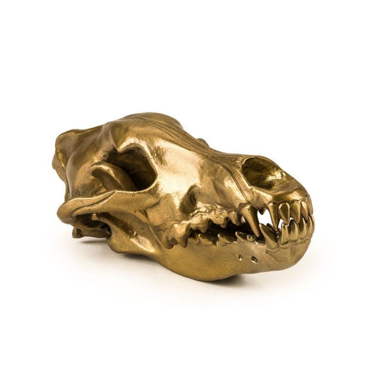 Seletti Diesel Living Wunderkammer Wolf Skull Teschio di Lupo Oro